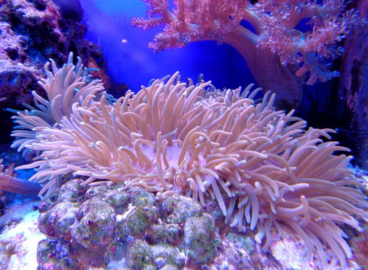 Coral Reef Picture of Coral Reef
