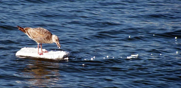 Environmental Impact of Styrofoam Cups - Bird eating Styrofoam