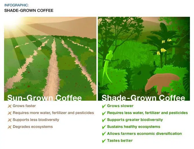 Environmental Impact of the Coffee Trade: Sun-Grown Coffee vs. Shade-Grown Coffee