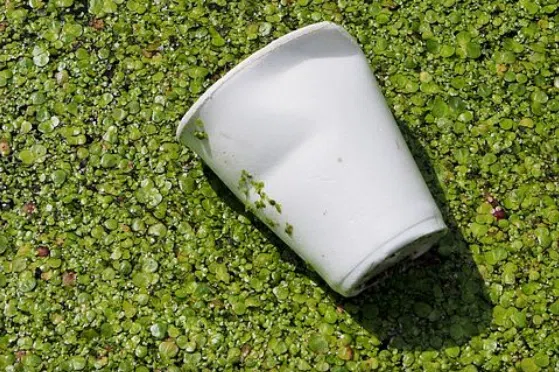 The Environmental Impact of Styrofoam Cups