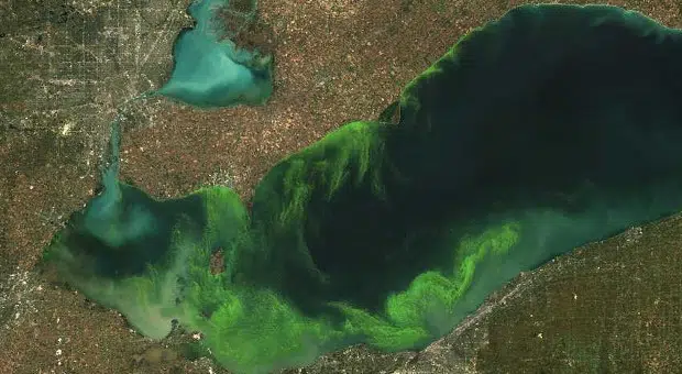 algae-in-lake-erie